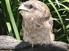 232 Wildlife Habitat Port Douglas